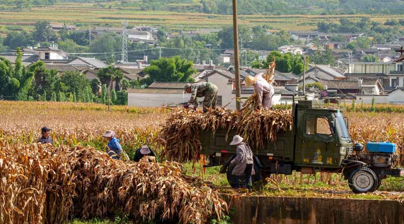 China gets ready to plant more than 6 lakh hectares of GM Corn