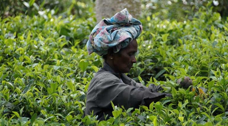 What must Indian farmers learn from Sri Lankan farmers?