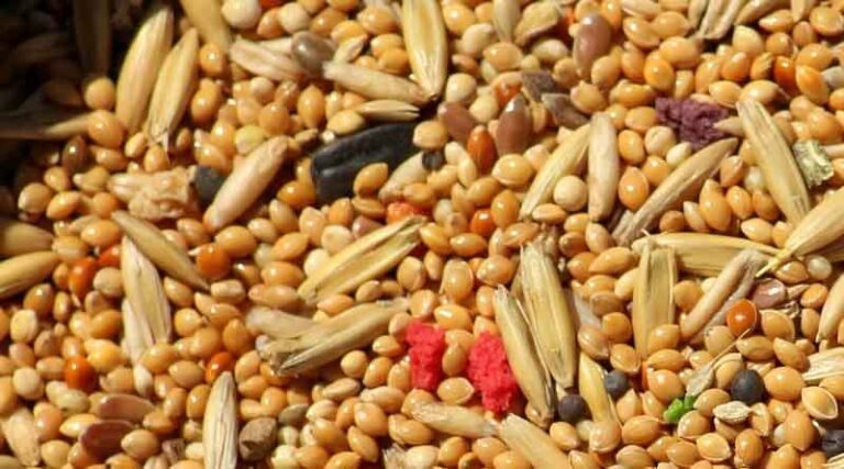 Promoting the Production of Millets