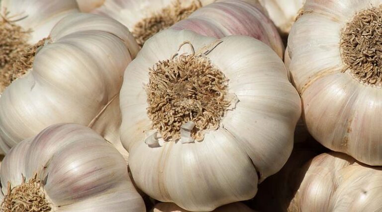 Recommended fertilizer dose for high-yielding garlic crop