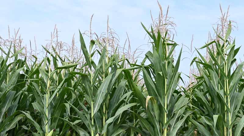 FAO Food Price Index holds steady in November