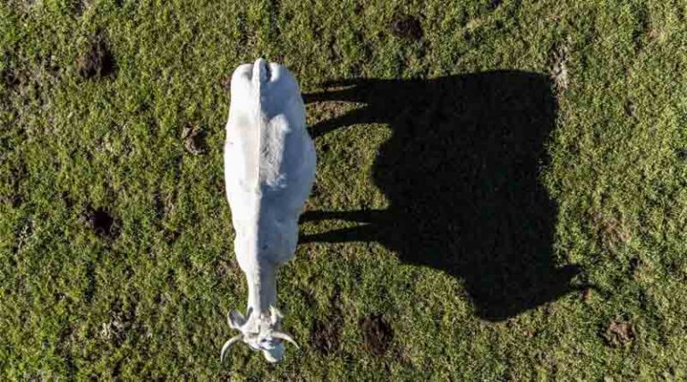 New FAO report maps pathways towards lower livestock emissions