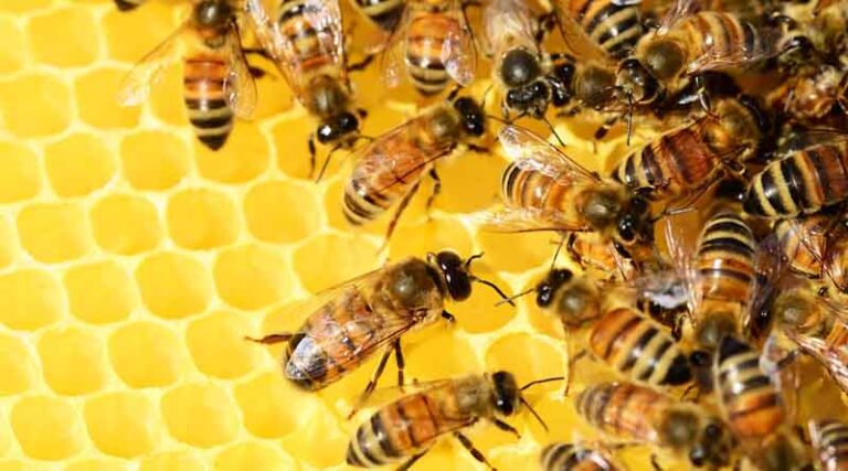Haryana Agricultural University and Indian Oil Corporation to assist farmers in establishing Beekeeping for Self-Employment