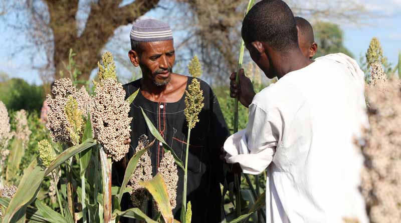 The Sudan: Escalating conflict and persistent economic decline deepen food security crisis