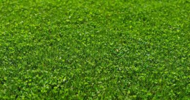 Microclover® – the tiny friend of challenged turf managers