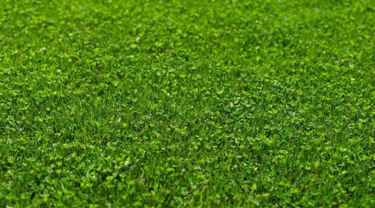 Microclover® – the tiny friend of challenged turf managers