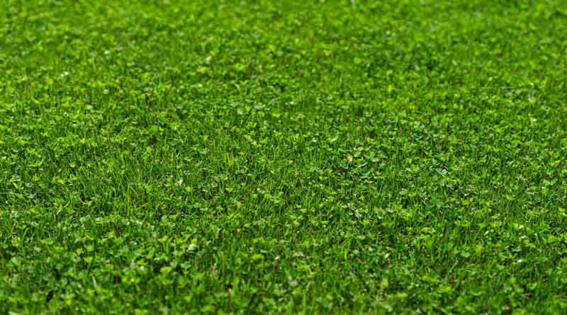 Microclover® – the tiny friend of challenged turf managers