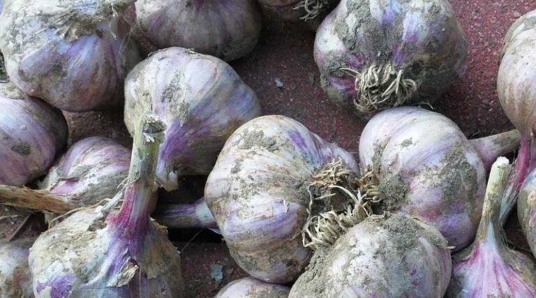 How to control thrips in Garlic Crop
