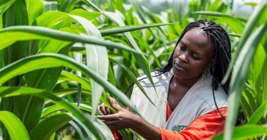 Developing a dynamic approach using earth observation technology to improve pest risk modelling