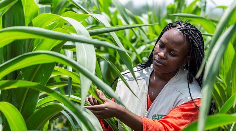 Developing a dynamic approach using earth observation technology to improve pest risk modelling