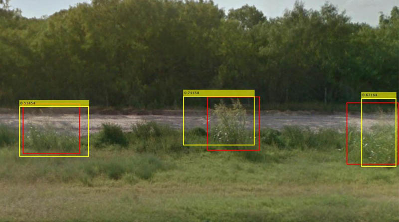 First in the World: Google Weed View? Professor Trains Computer to Spot Invasive Weed