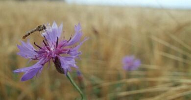In a nutshell – the societal benefits of organic farming