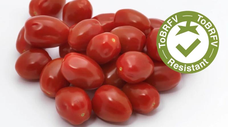 Four New Baby Plum Tomatoes with ToBRFV Resistance
