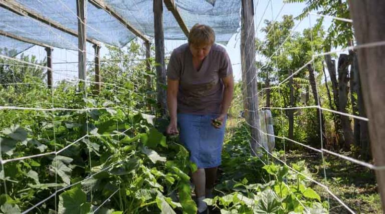 Despite multiple challenges, food insecurity is decreasing in Europe and Central Asia