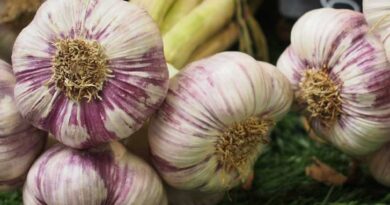 How to control Purple Blotch and Stemphylium Blight in Garlic Crop