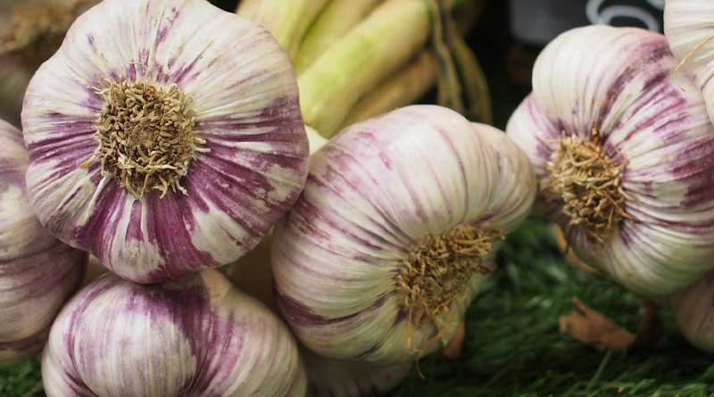 How to control Purple Blotch and Stemphylium Blight in Garlic Crop