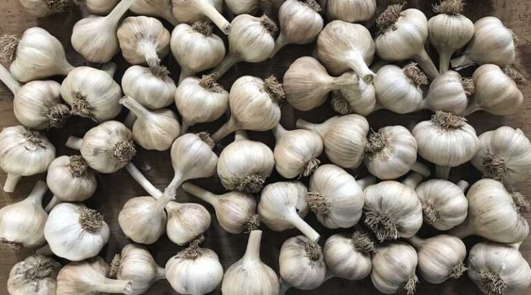 High-Yielding Garlic Varieties for Madhya Pradesh and Maharashtra Farmers