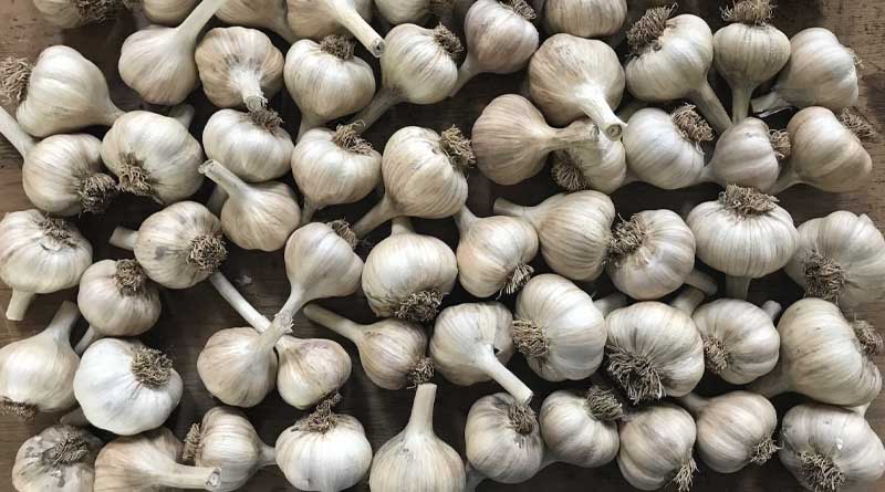 High-Yielding Garlic Varieties for Madhya Pradesh and Maharashtra Farmers