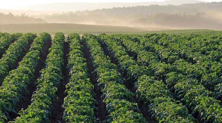 The 2023 National Spring Rapeseed and Spring Cropping Potato Variety Trial Review Meeting was held in Kunming, Yunnan