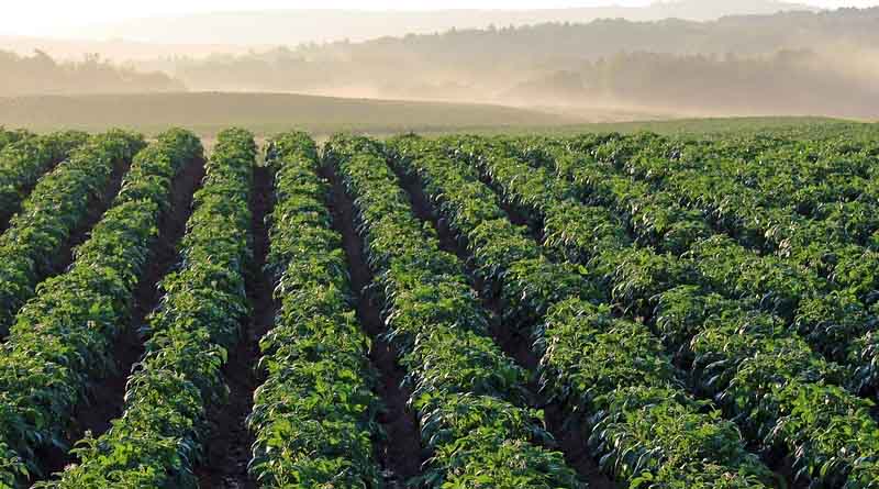 The 2023 National Spring Rapeseed and Spring Cropping Potato Variety Trial Review Meeting was held in Kunming, Yunnan