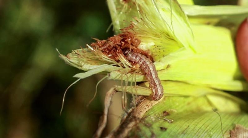 CABI empowers farmers in Kenya on a cost-efficient, sustainable, and promising alternative for fall armyworm management