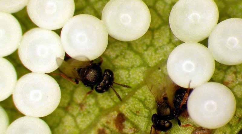 CABI contributes to paper focused on pre-emptive benefit-risk assessment of classical biological control agents