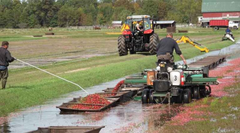 Cranberries – Celebrating a Holiday Harvest