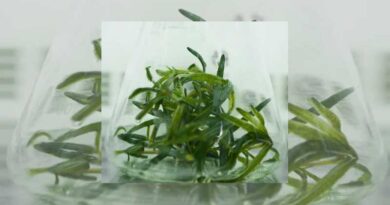 A Decade of Advancements in Tissue Culture Lab