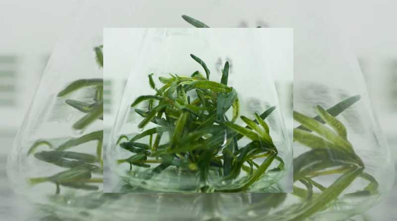A Decade of Advancements in Tissue Culture Lab