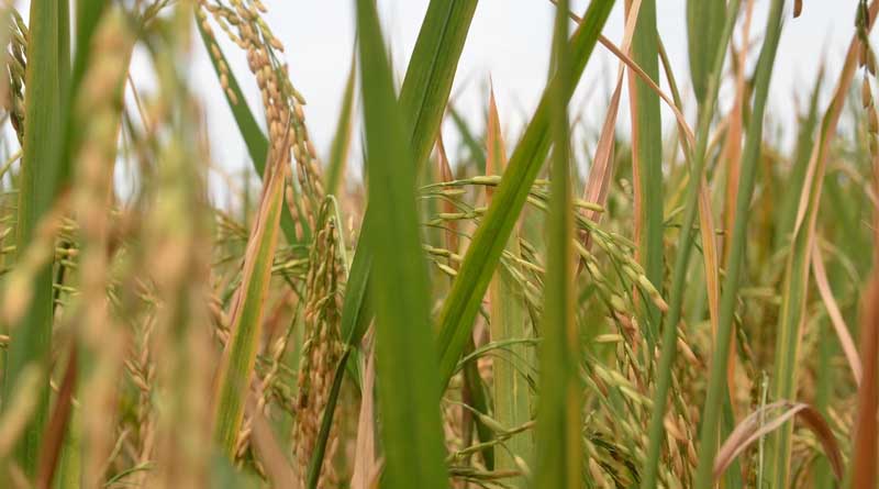 Farmers in India can avail up to 50% or 8 lakh subsidy on Rice Transplanter