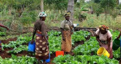 Positive feedback for CABI’s input into Guiding Acid Soil Management Investments in Africa (GAIA) project
