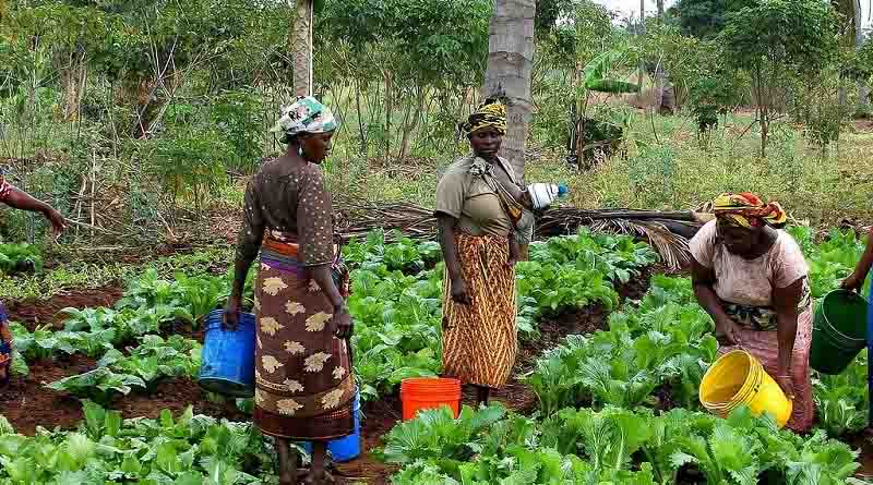 Positive feedback for CABI’s input into Guiding Acid Soil Management Investments in Africa (GAIA) project