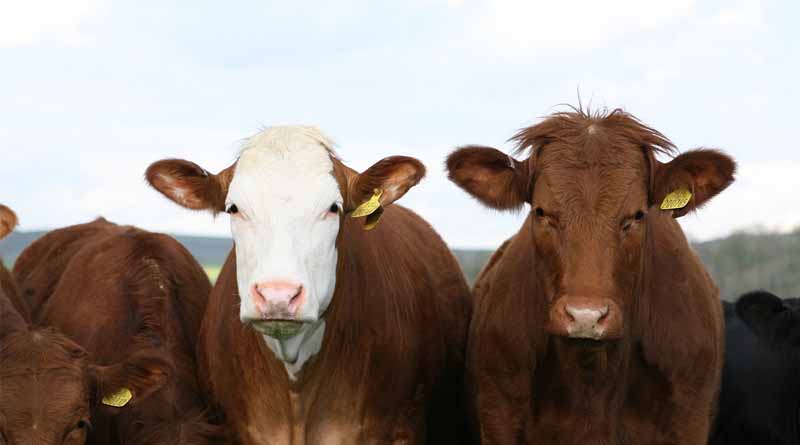 The level of dairy farming in my country's agricultural reclamation system is close to that of developed countries