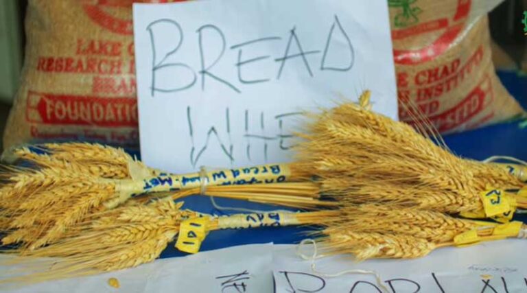 Millers in Nigeria laud the release to farmers of co-developed, CIMMYT-derived wheat varieties