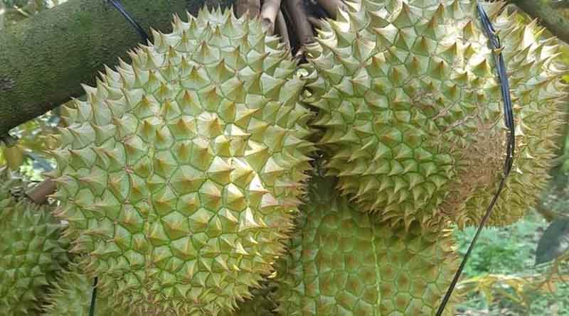 Fruit and vegetable exports hit the 5 billion USD mark for the first time