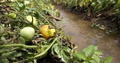 World Soil Day 2023 highlights link between soil and water, increasingly crucial in face of climate crisis