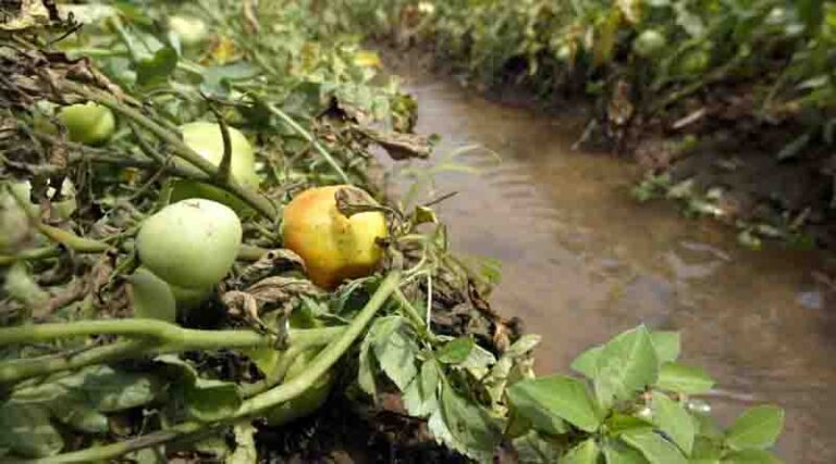 World Soil Day 2023 highlights link between soil and water, increasingly crucial in face of climate crisis