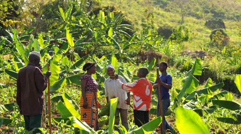 Climate finance for agrifood systems in sharp downward trend despite their critical role in reaching climate goals