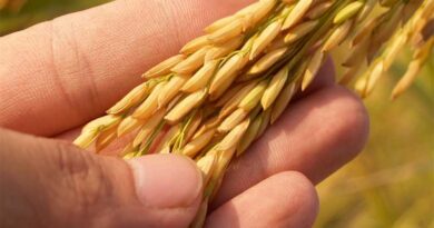 China helps Guinea-Bissau's agriculture revitalize