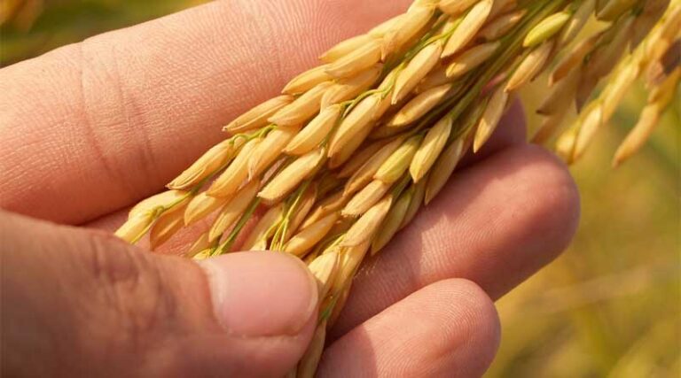 China helps Guinea-Bissau's agriculture revitalize