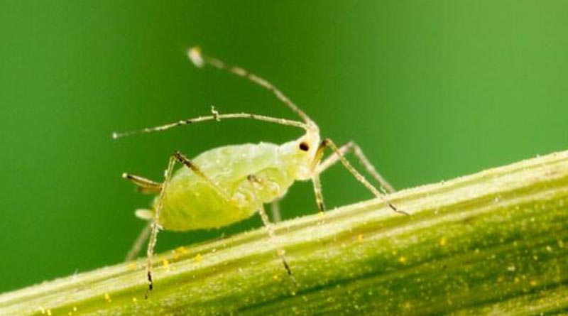 Agdia Releases ImmunoStrip® for Detection of Bean Yellow Mosaic Virus (BYMV)