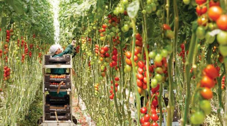 SILAL and Bayer Forge Pioneering Partnership to Drive Open Innovation in Agriculture