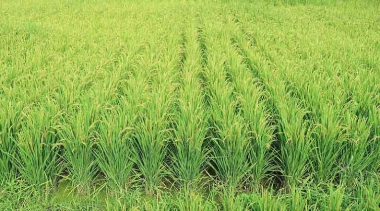 Crop seed certification catalog and certification implementation rules released and implemented