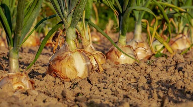 Onion Variety