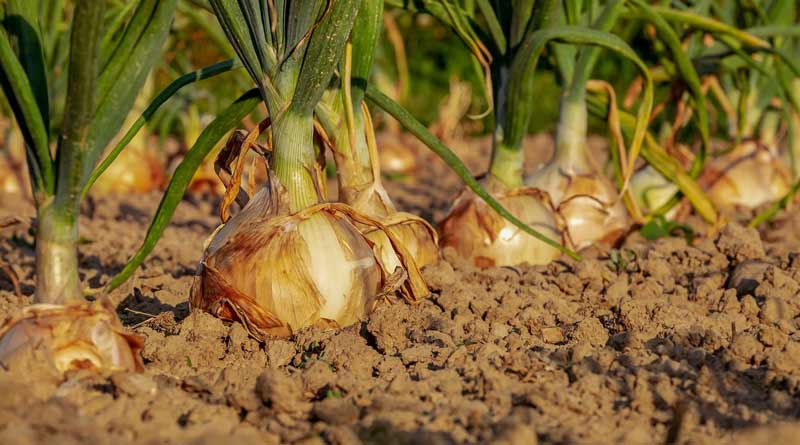 Onion Variety