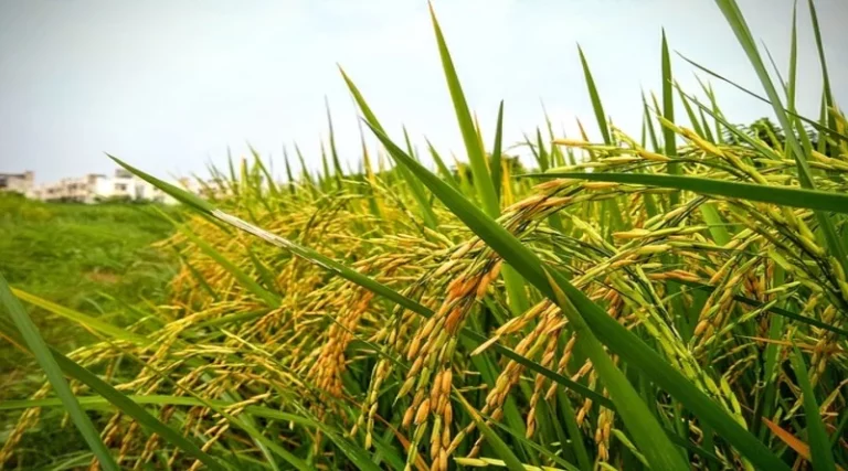 China: The business environment for various agricultural business entities continues to optimize