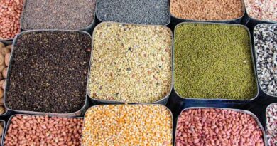 High Yielding Species of Seeds of Pulses