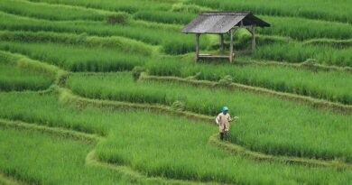 Harvesting Profits: The New Age Guide to Farmland Investments