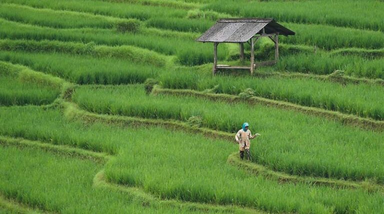 Harvesting Profits: The New Age Guide to Farmland Investments