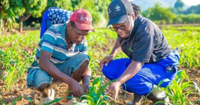Tackling fall armyworm with sustainable control practices